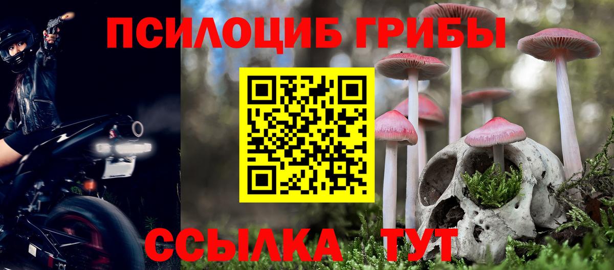 Псилоцибиновые грибы Cubensis Гатчина